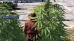Prévia do FiveM Weed System (V4)